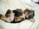 Jork��rsk� terier, Yorkshire Terrier,