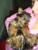 Jork��rsk� terier, Yorkshire Terrier,