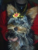 Jork��rsk� terier, Yorkshire Terrier,
