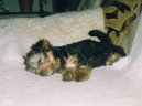 Jork��rsk� terier, Yorkshire Terrier,