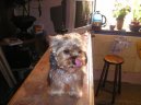 Jork��rsk� terier, Yorkshire Terrier,