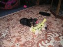 Jork��rsk� terier, Yorkshire Terrier,