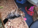 Jork��rsk� terier, Yorkshire Terrier,