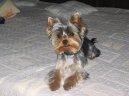 Jork��rsk� terier, Yorkshire Terrier,