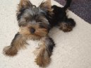 Jork��rsk� terier, Yorkshire Terrier,