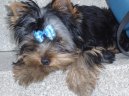 Jork��rsk� terier, Yorkshire Terrier,