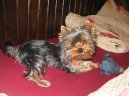 Jork��rsk� terier, Yorkshire Terrier,