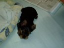 Jork��rsk� terier, Yorkshire Terrier,