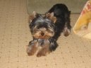 Jork��rsk� terier, Yorkshire Terrier,