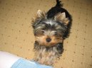 Jork��rsk� terier, Yorkshire Terrier,