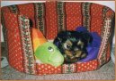 Jork��rsk� terier, Yorkshire Terrier,