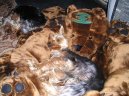 Jork��rsk� terier, Yorkshire Terrier,