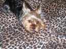 Jork��rsk� terier, Yorkshire Terrier,