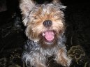Jork��rsk� terier, Yorkshire Terrier,