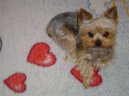 Jork��rsk� terier, Yorkshire Terrier,