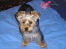 Jork��rsk� terier, Yorkshire Terrier,