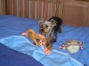 Jork��rsk� terier, Yorkshire Terrier,