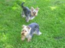 Jork��rsk� terier, Yorkshire Terrier,