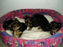 Jork��rsk� terier, Yorkshire Terrier,