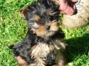 Jork��rsk� terier, Yorkshire Terrier,