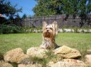 Jork��rsk� terier, Yorkshire Terrier,
