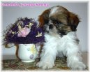 Z�klady p��e o �t���tko
