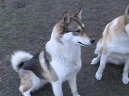 Z�padosibi�sk� lajka