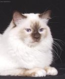 Zbarven� Chokolate point