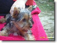 Jork��rsk� terier, Yorkshire Terrier,