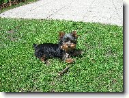 Jork��rsk� terier, Yorkshire Terrier,