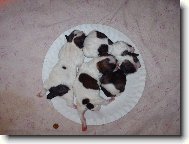 �icu, Shih-Tzu