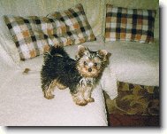 Jork��rsk� terier, Yorkshire Terrier,