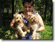 Jork��rsk� terier, Yorkshire Terrier,