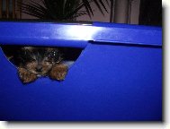 Jork��rsk� terier, Yorkshire Terrier,