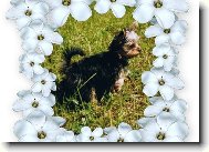 Jork��rsk� terier, Yorkshire Terrier,
