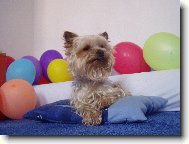 Jork��rsk� terier, Yorkshire Terrier,