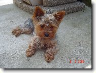 Jork��rsk� terier, Yorkshire Terrier,