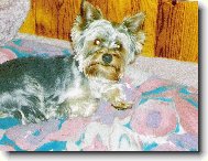 Jork��rsk� terier, Yorkshire Terrier,