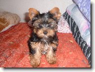 Jork��rsk� terier, Yorkshire Terrier,