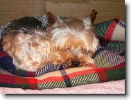 Jork��rsk� terier, Yorkshire Terrier,