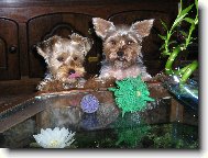 Jork��rsk� terier, Yorkshire Terrier,