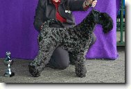 Kerry Blue Terrier