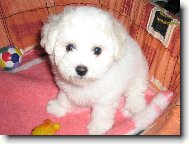 Bichon � poil fris�, Bichon Frise