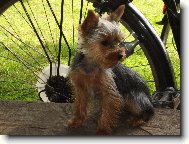 Jork��rsk� terier, Yorkshire Terrier,