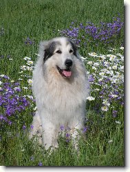 Chien de Montagne des Pyr�n�es