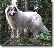 Chien de Montagne des Pyr�n�es