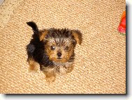 Jork��rsk� terier, Yorkshire Terrier,