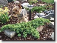 Jork��rsk� terier, Yorkshire Terrier,