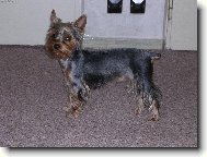 Jork��rsk� terier, Yorkshire Terrier,
