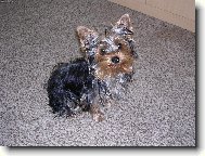 Jork��rsk� terier, Yorkshire Terrier,